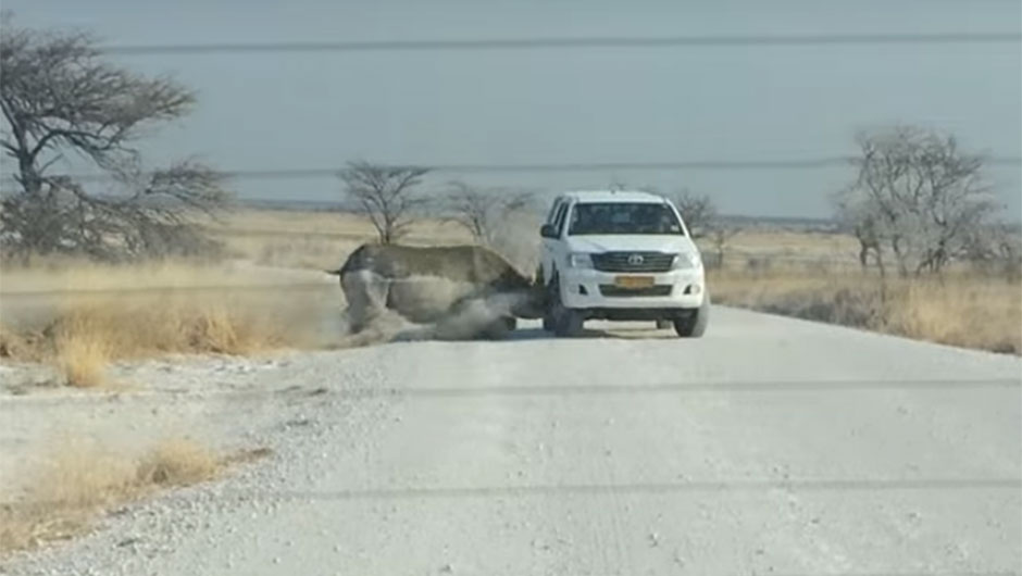 Rinoceronte ataca Hilux
