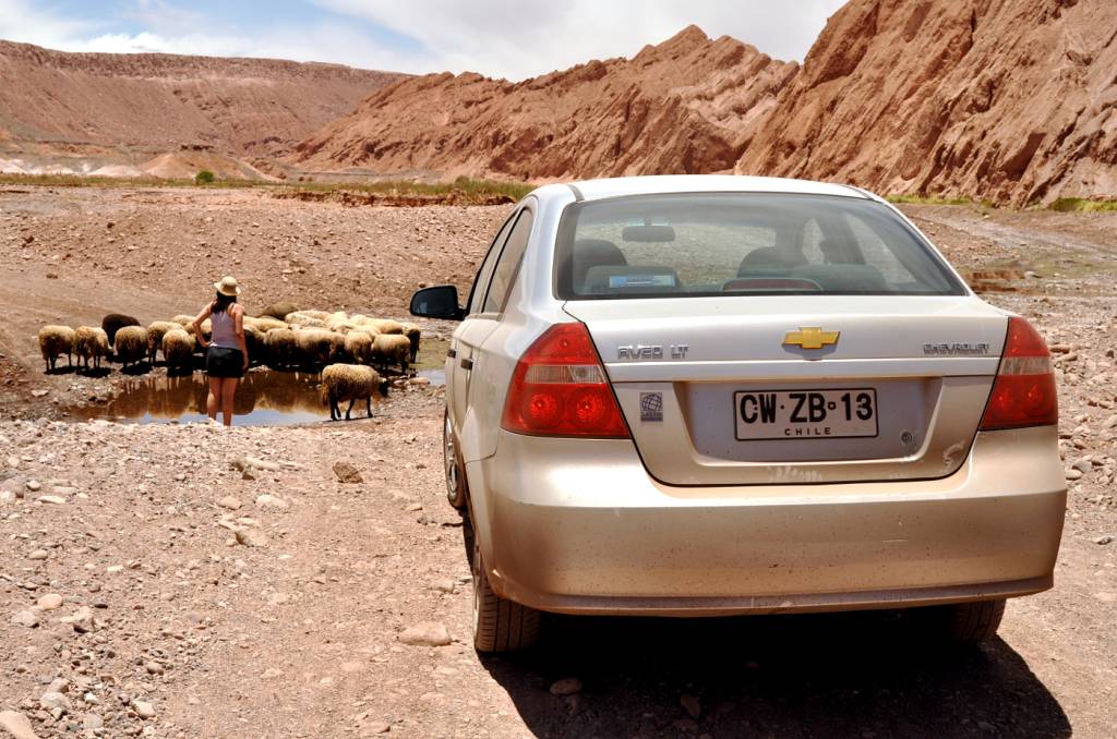 ovelhas no trânsito de Atacama