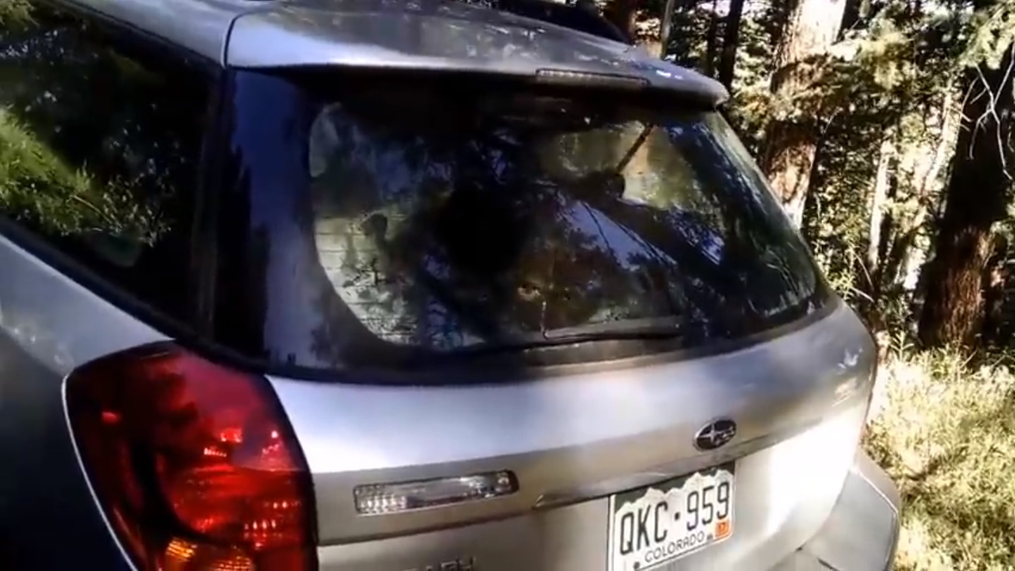 Urso dentro do Subaru Outback
