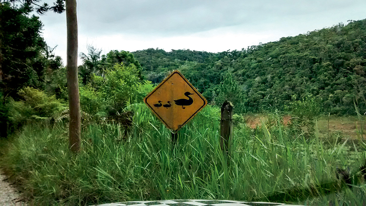 Placa com patinhos