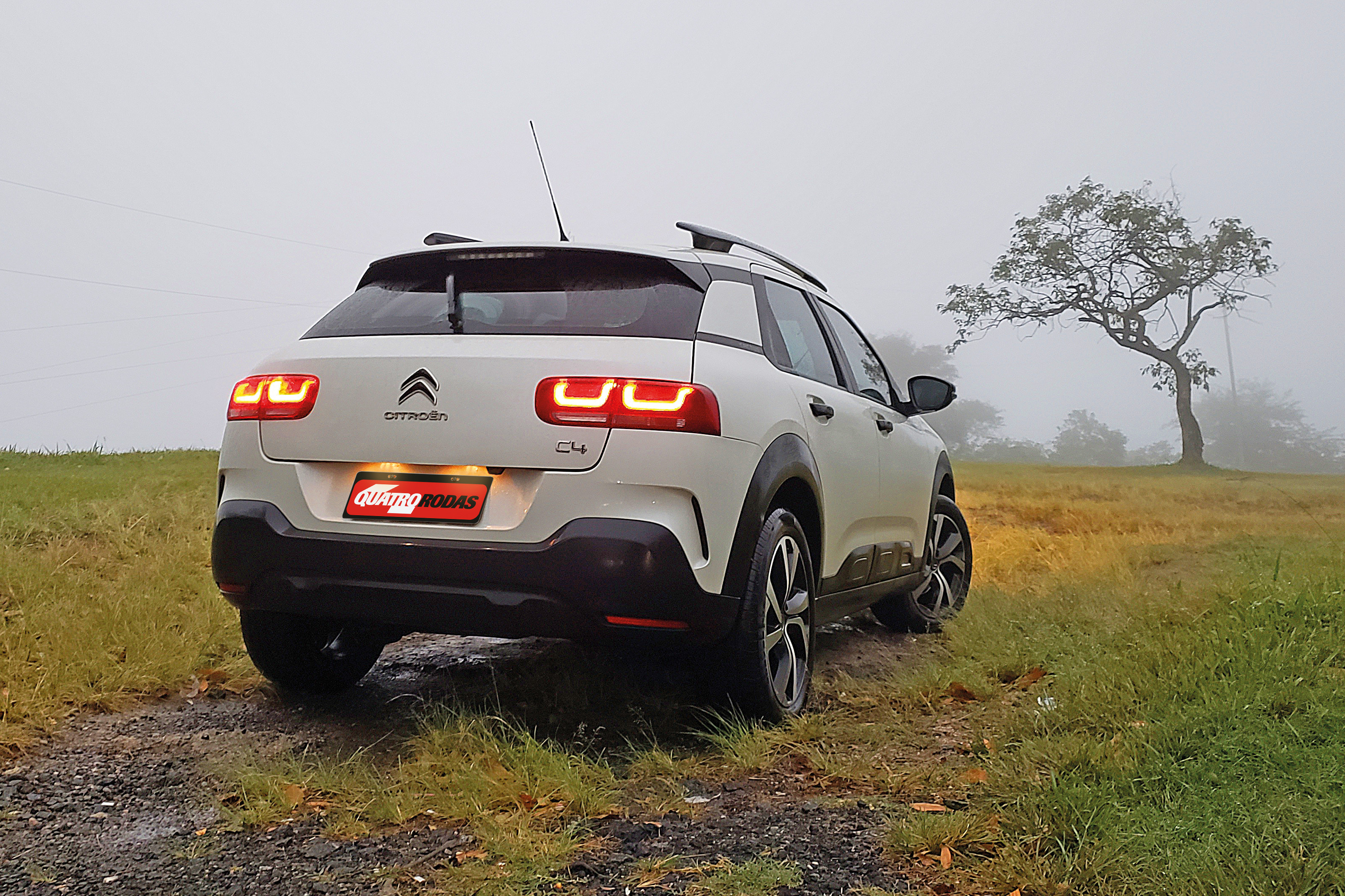 Longa Duração C4 Cactus