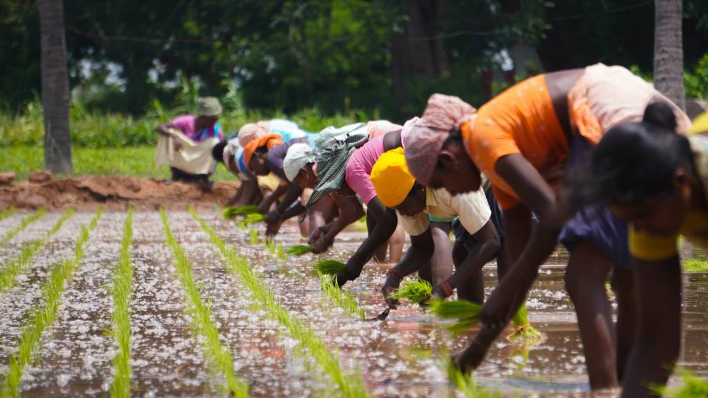 Grãos indianos que seriam desperdiçados agora servirão de matéria-prima