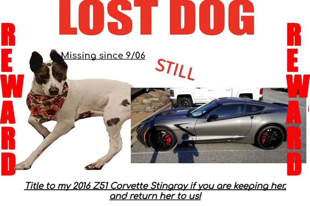Sem poupança para continuar as buscas da cadela Marley, família ofereceu Corvette Stingray como recompensa