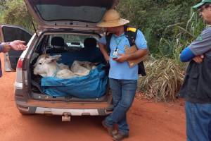 Três bezerros flagrados em um Fiat Palio Weekend no Mato Grosso (2)