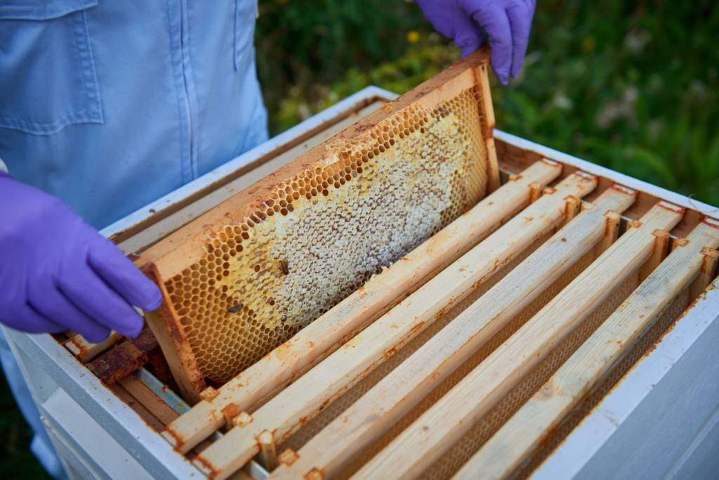Ao todo são 1 milhão de abelhas distribuídas em 17 colmeias