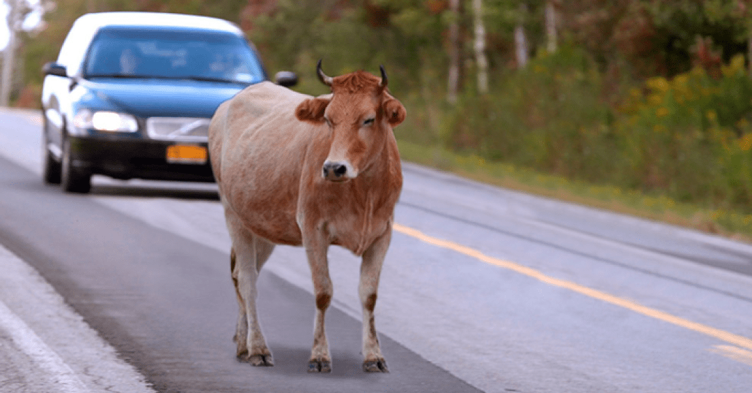 Motorista que atropelar animal na estrada será indenizado pela concessionária