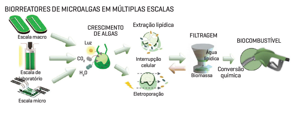 Bioreatores